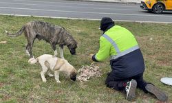 Sokak hayvanlarının sessiz kahramanı