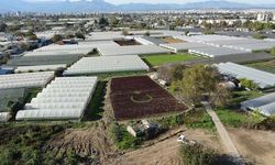 Antalya'da çiftçiler 1,5 dönümlük tarlaya 13 bin marulla Türk bayrağı deseni oluşturdu