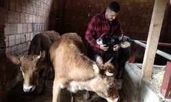 Almanya'dan köyüne döndü, çobanlık yapmaya başladı