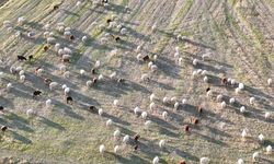 Eskişehir’de sıcak kış çobanların yüzünü güldürdü: Hayvanlar kırlarda otlamayı sürdürüyor