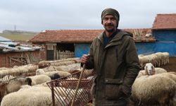 Koyunlar bu kışı kırda otlayarak geçiriyor