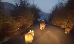 Anne ayı ve yavruları kamerada