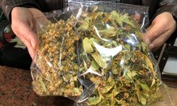 Bu yıl ıhlamur değer kazandı