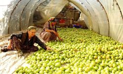 Kırağı vurdu, gök domates seraya taşındı