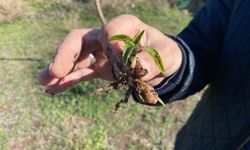 Nesli tükenme tehlikesi altında olan salep Eskişehir'de yeniden hayat buluyor