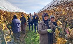 Yeni yıl üzümleri yola çıkmaya başladı