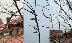 Eskişehir’de kayısı ağacı Aralık ayında çiçek açtı