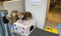 Eskişehir’de hayvansever esnaftan duygulandıran davranış: “Ben Suzi, dilenci değilim”