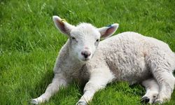 Eskişehirli milli sporcular yeni doğmuş kuzuyu annesine kavuşturdu