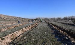 Eskişehir'in o ilçesine binlerce fidan dikildi!