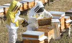 Eskişehir'de arıcılara destek: 272 üreticiye 6 ton yem