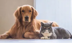 Evcil hayvan sahipleri dikkat: Son gün 31 aralık