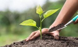 10 Ocak Çalışan Gazeteciler Günü’nde basın kuruluşları adına fidanlar toprakla buluşturulacak