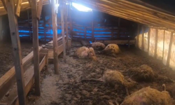 Kurtlar ahıra girdi: 10 koyun telef oldu, 10 koyun yaralandı