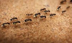 Rüyada karıncalarla dolu bir yol görmek ne anlama geliyor?