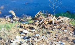 Adana’da dere yatağına yine at ve eşek kalıntıları atıldı