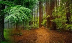 Rüyada ormanda koşmak ne anlama geliyor?