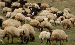 Yunanistan’da yüz binlerce küçükbaş hayvan itlaf edildi