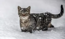 Uzman veterinerden Eskişehir’de soğuk hava uyarısı: “Hayvanlar üşümez algısı bilimsel bir hata”