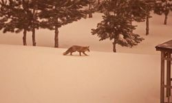 Aç kalan tilkiler yerleşim yerlerinde görülmeye başlandı!