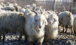 Eskişehir'de nesli tükenme tehlikesi altında olan bin 200 Ankara keçisine gözleri gibi bakıyorlar