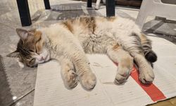 Eskişehir’de üşüyen sokak kedisi bakkalda ısındı: Isıtıcının önünde uyudu