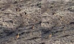 Eskişehir’de görüntülenen 8 geyik hayran bıraktı