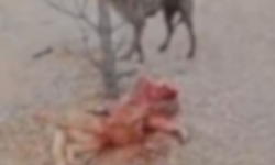 Eskişehir Büyükşehir Belediyesi’nden barınak görüntülerine ilişkin açıklama: Soruşturma başlatıldı!