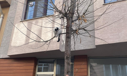 Eskişehir’de çaresiz kediyi vatandaşlar kurtardı!