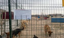 AK Parti Eskişehir İl Başkanı Albayrak’tan hayvan barınağı tepkisi: “Bu tablo ağır bir ihmalin belgesidir”