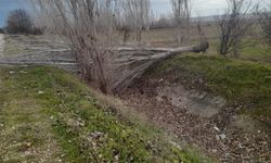 Eskişehir'de şiddetli rüzgar ağaçları devirdi: Yol kapandı!