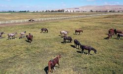 Eskişehir Mahmudiye ilçesinin bilinmesi gereken 5 özelliği