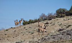 Mihalıççık'ta kaçışan 10 geyik böyle görüntülendi
