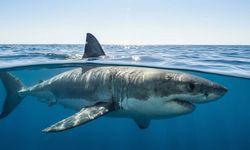 Avustralya’da 48 saatte dördüncü köpekbalığı saldırısı: Plajlar kapatıldı