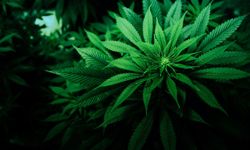 21 ilde kenevir üretimine yasal izin