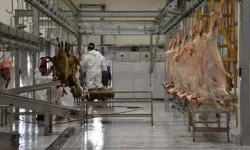 Eskişehir’de hayvancılığa güçlü destek: 3 yeni mezbaha geliyor