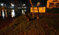 Tunca Nehri taştı: Suyla dolan Sarayiçi güreş alanında köpekler mahsur kaldı