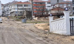 Eskişehir’de başıboş atlar sokak sokak geziyor: Trafikte tehlike saçıyor!