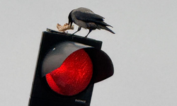 Kırmızı ışıkta “yemek molası” yapan karga gülümsetti