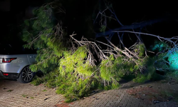 Fırtına ağaç devirdi: 1 kişi yaralandı