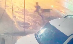 Sokak ortasında korku dolu anlar: Sokak köpekleri çocuğa saldırdı