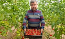 Simav’dan Eskişehir’e: Coğrafi işaretli Eynal Domatesi ilgi odağı!