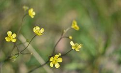 Cemre düşüyor, baharın ayak sesleri duyuluyor