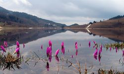 Cemrenin ikincisi suya düştü, bahar kapıda