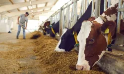 Eskişehir’de hayvancılık yapılıyor mu? Elverişli bölgeler ve üretim alanları rehberi