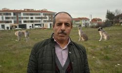 Eskişehir'de toplanmayan başıboş köpekler tedirgin ediyor