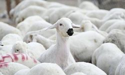 “Kırsalda Bereket” projesi başlıyor: 150 bin küçükbaş üreticiye verilecek