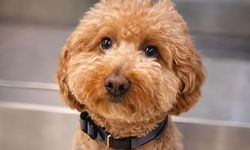 Uçağa binmek için köpeğini havaalanında bıraktı