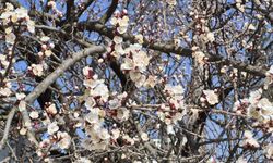 Eskişehir’de ağaçlar çiçek açtı: Şehir canlandı