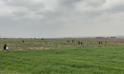 Bedava lahanayı duyan yağmura rağmen tarlaya akın etti